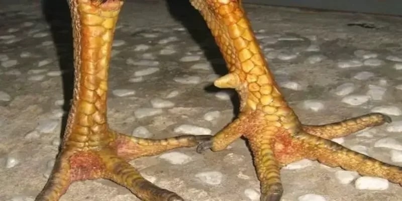 Hướng dẫn cách nhận biết đặc điểm của vảy án thiên