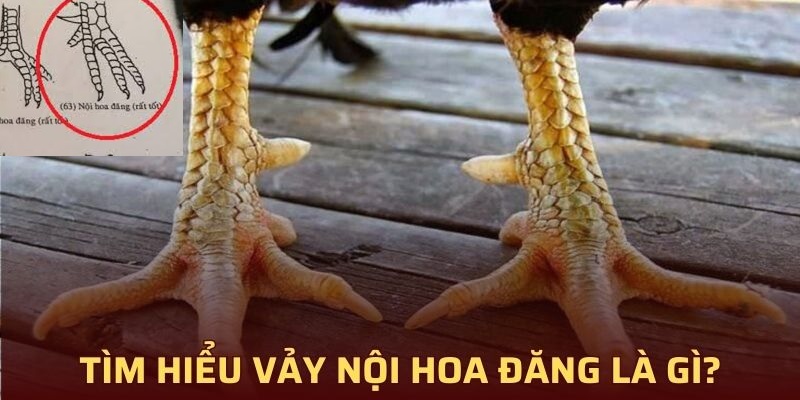 Nội Hoa Đăng là 1 trong những vảy gà quý hiếm có giá thành cao