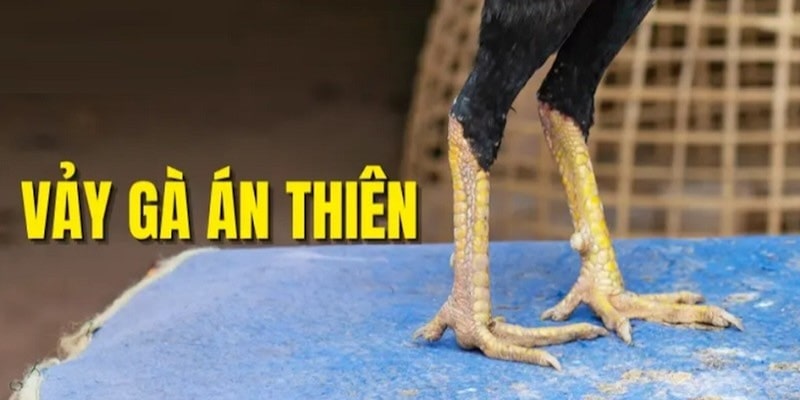 Ý nghĩa quan trọng khi gà sở hữu đặc điểm quý hiếm