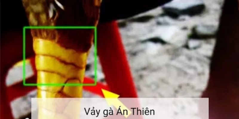 Vảy Án Thiên - Cách Chọn Gà Độc Lạ Của Chuyên Gia Tại RR88